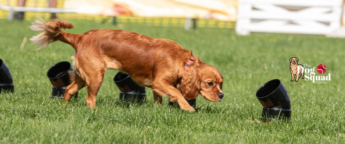 The Dog Squad NOTCH Collection