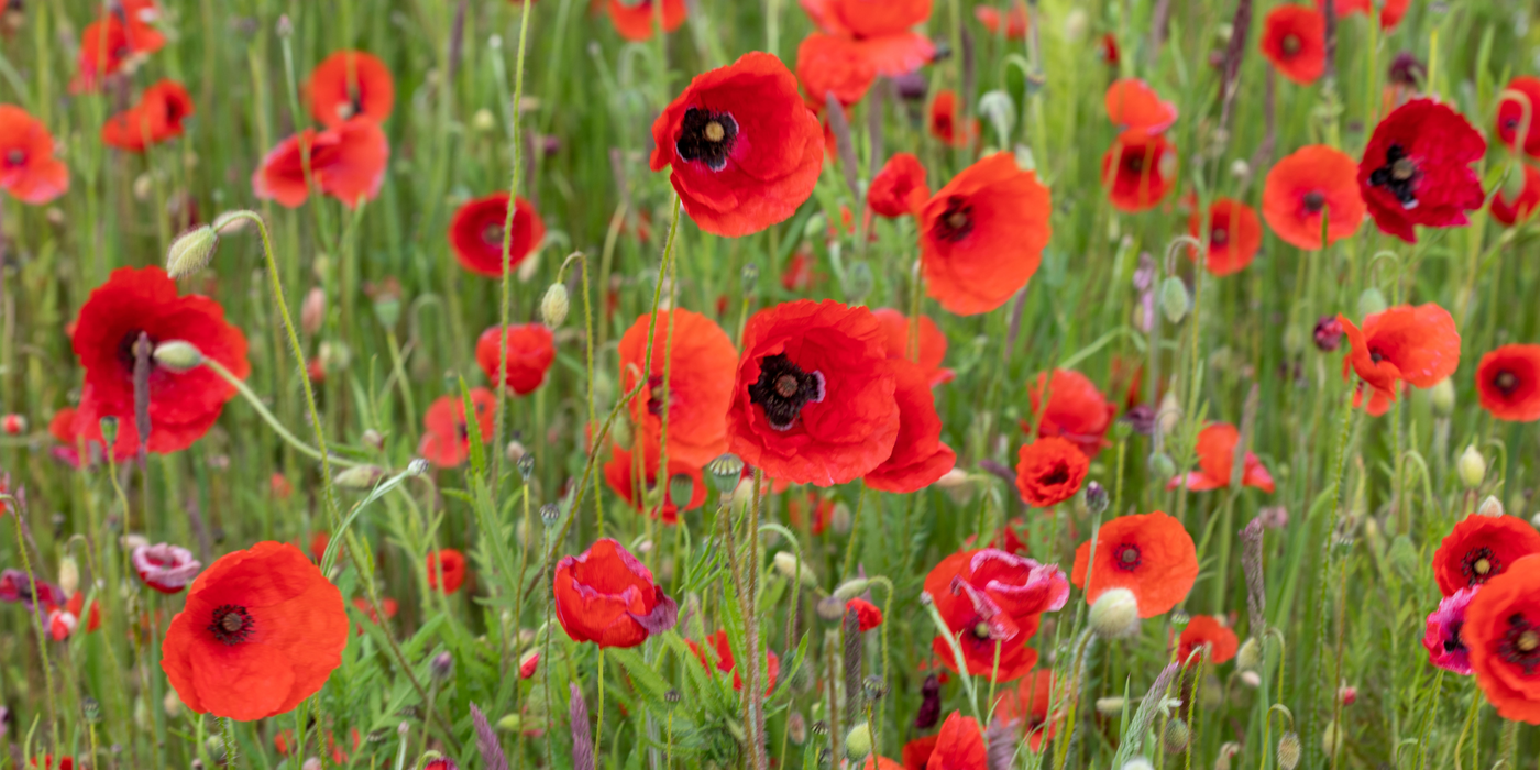 Commemorative NOTCH Charms