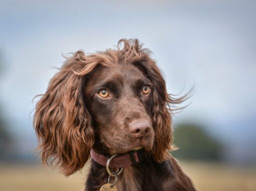 Sprocker Assist and Rescue NOTCH Charms
