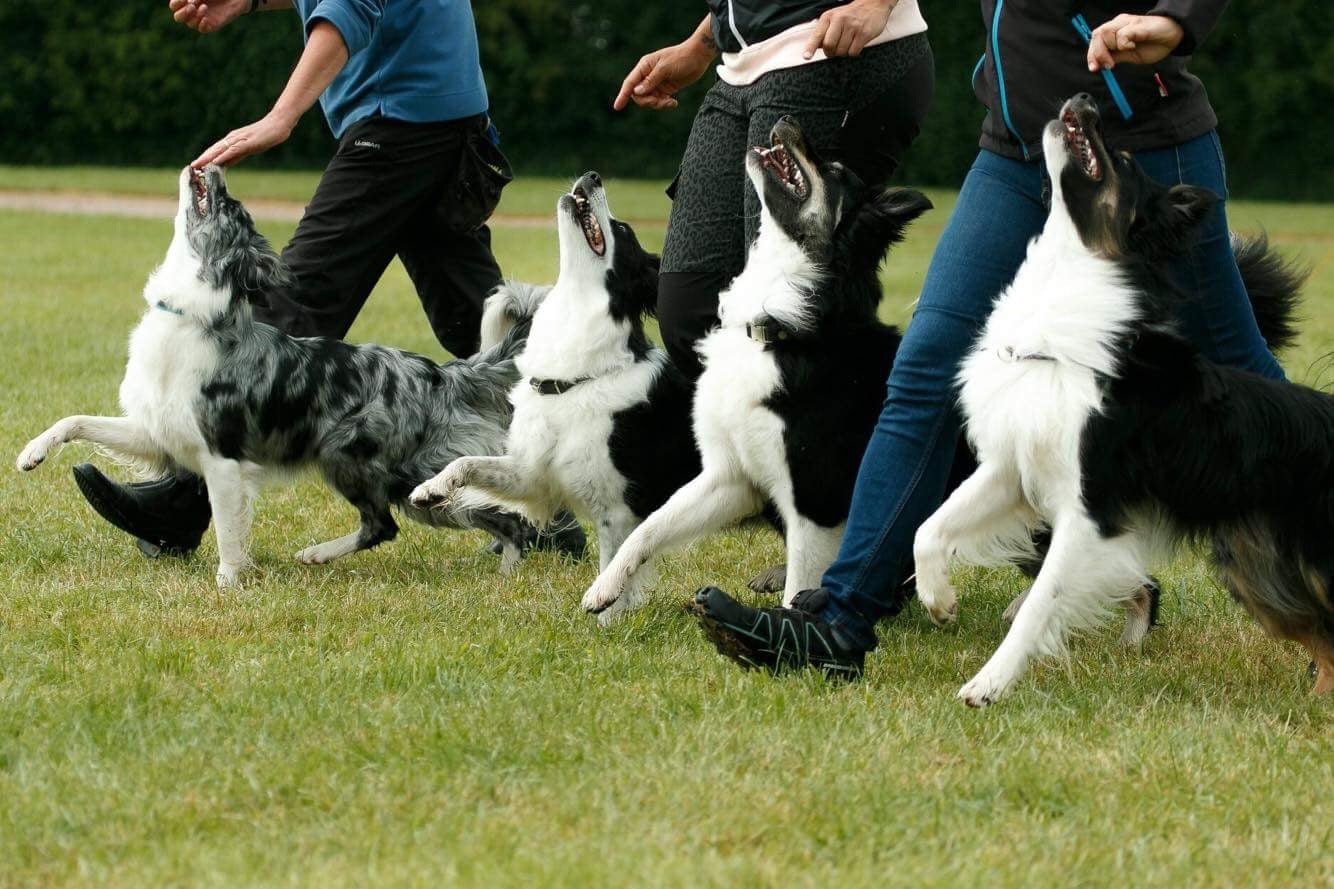UK Dog Obedience NOTCH Charms