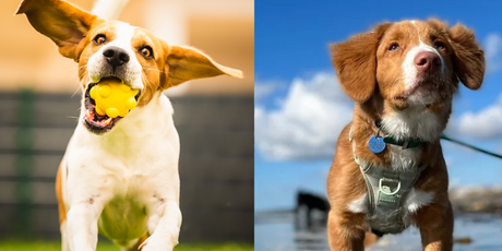 Adolescent Dogs Notch Charms