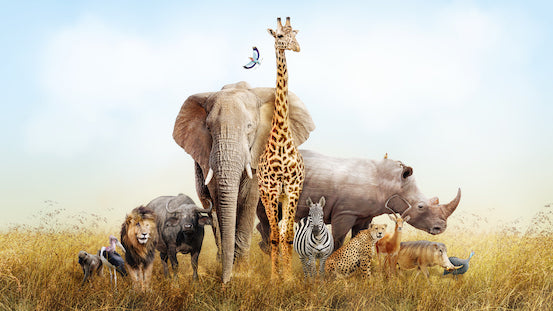 Cobbs X Animals NOTCH Collection