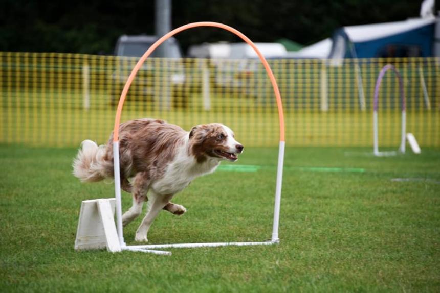 Canine Hoopers UK NOTCH Charms