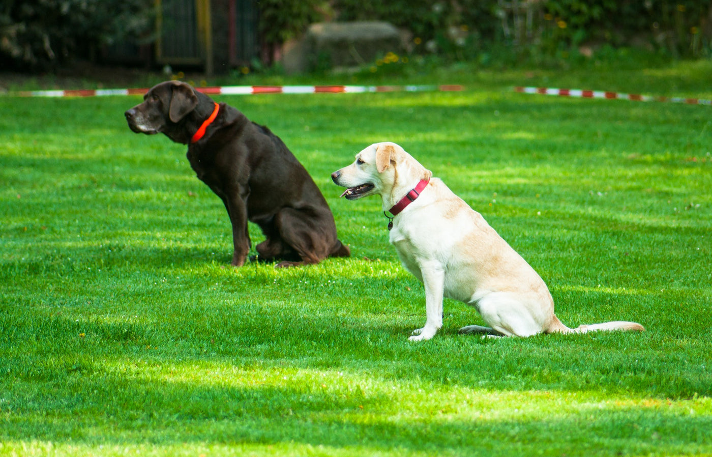 Dog Obedience NOTCH Charms