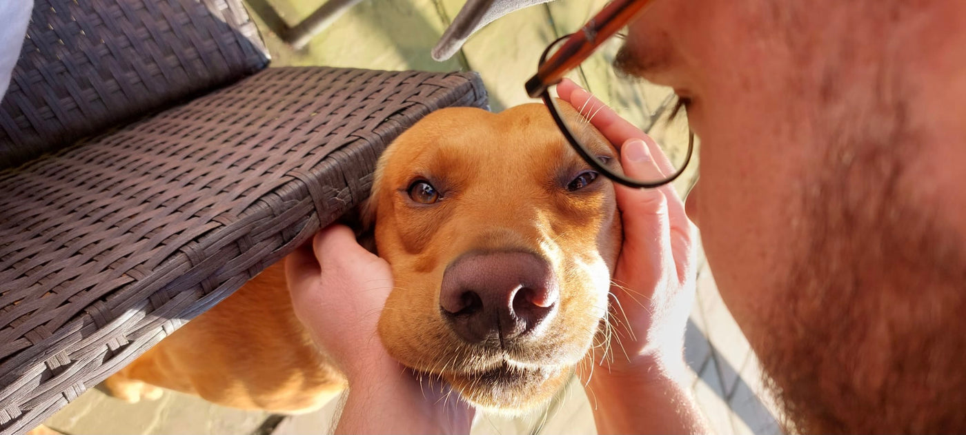 RAD Assistance Dogs NOTCH Collection