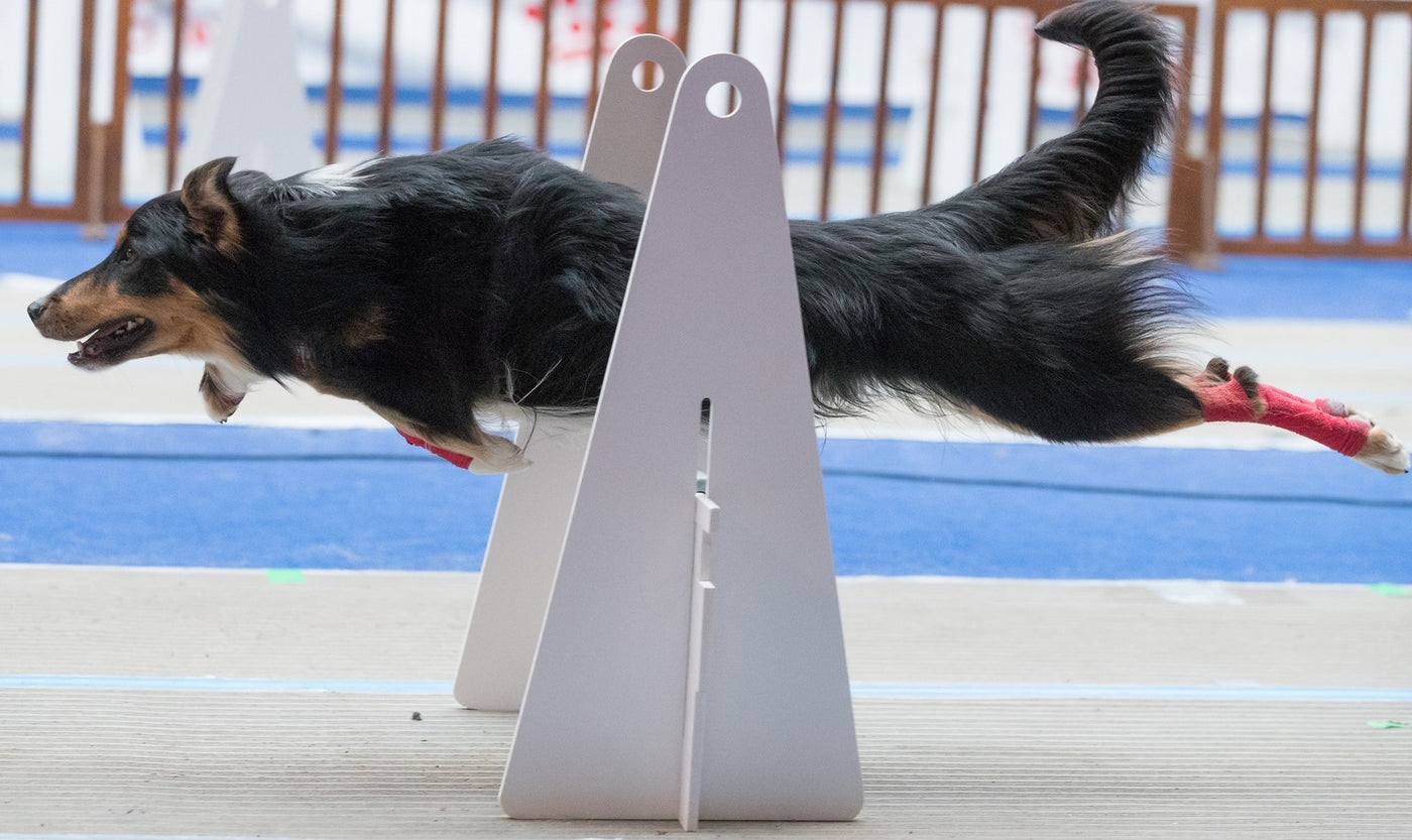 Flyball Open World Cup Notch Charms