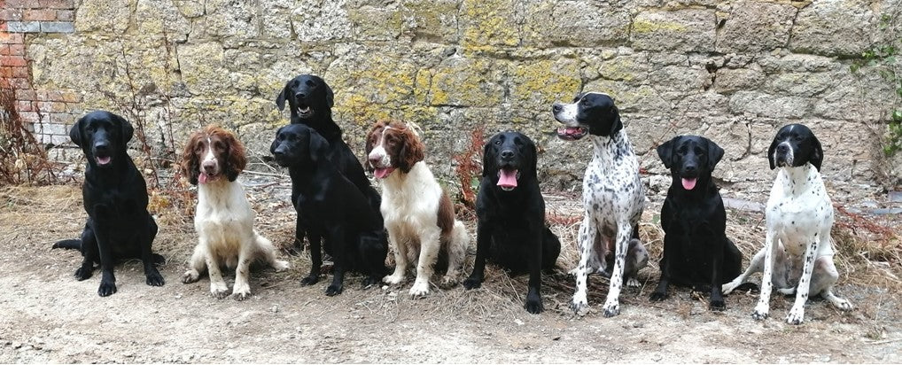 Canine Rally Sport NOTCH Charms