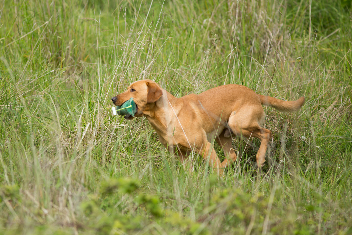 Gundog best sale agility league