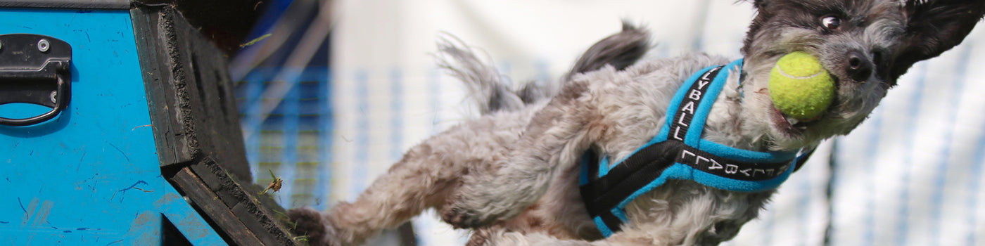 UK Flyball League NOTCH Charms