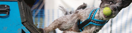UK Flyball League NOTCH Charms