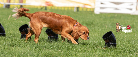 The Dog Squad NOTCH Collection
