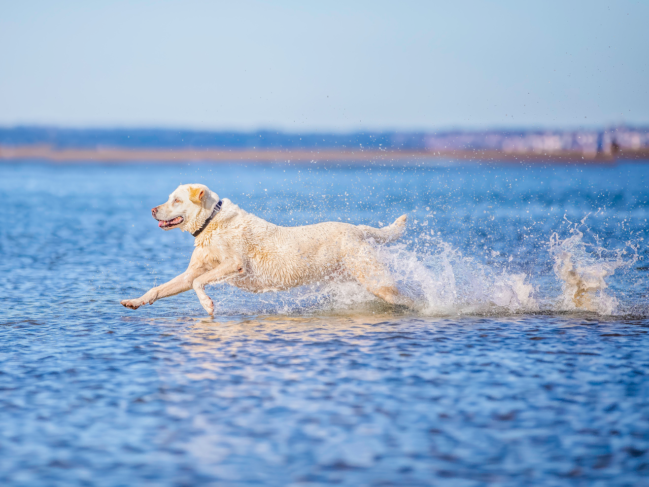 Meditation, Mutts & Mindfulness NOTCH Charms