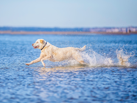 Meditation, Mutts & Mindfulness NOTCH Charms