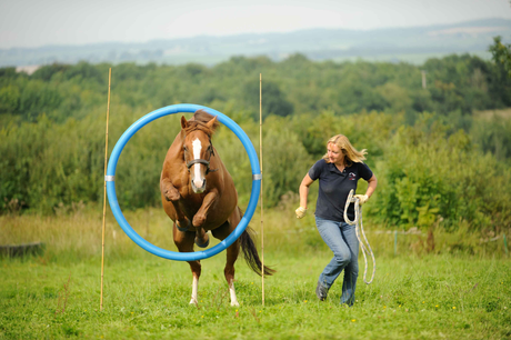Horse Agility NOTCH Charms