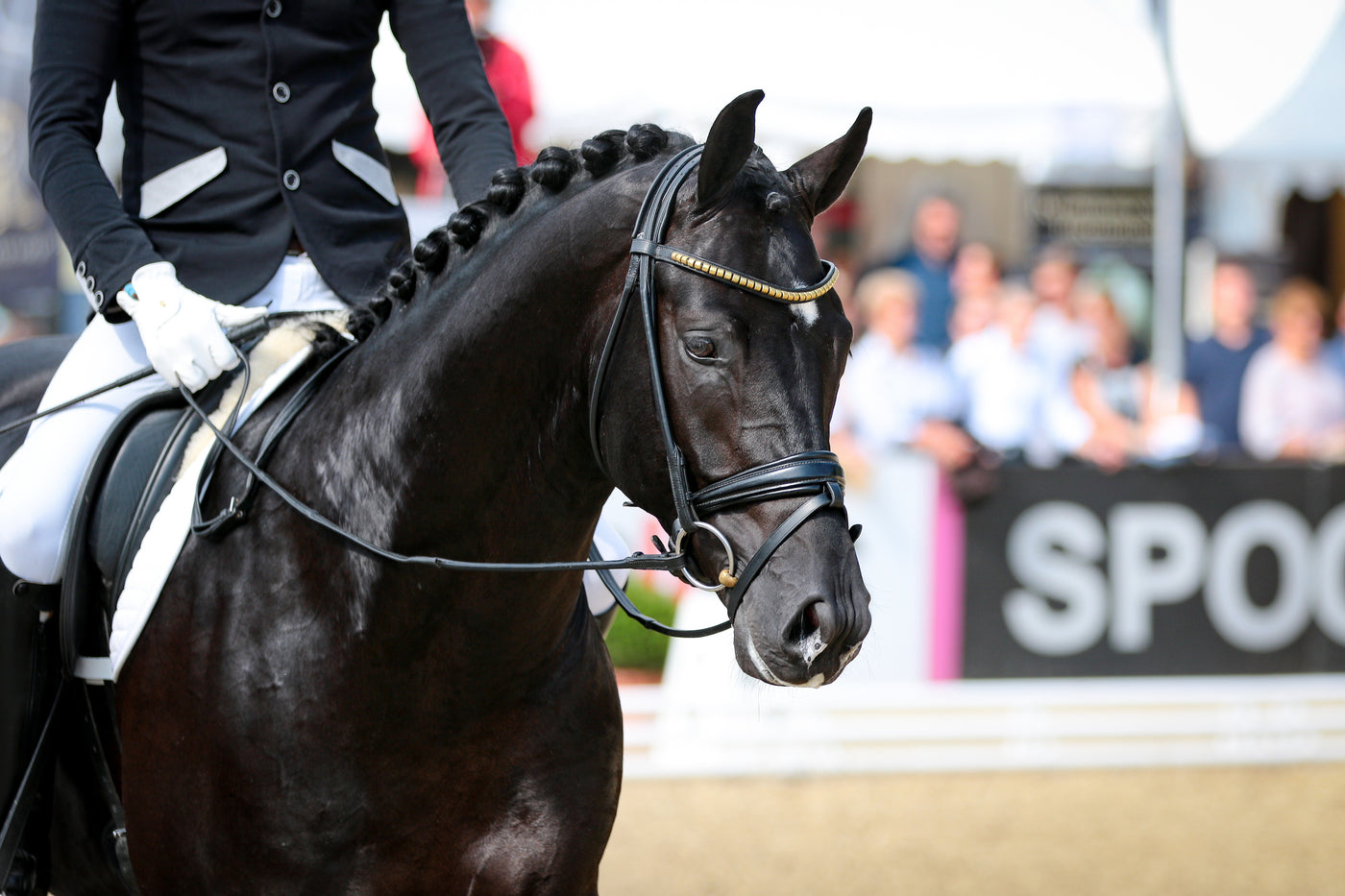 Dressage NOTCH Charms