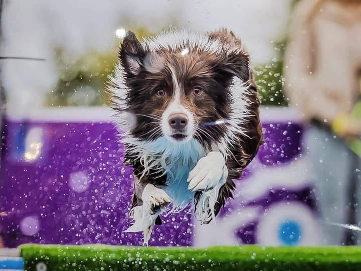 TSEI AGILITY NOTCH COLLECTION